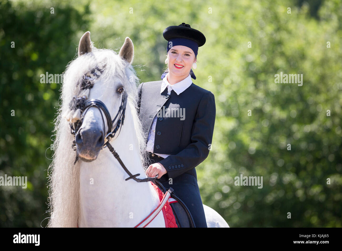 Puro Caballo Español, andaluz. Jinete en la vestimenta tradicional de semental gris sobre un caballo. Austria Foto de stock