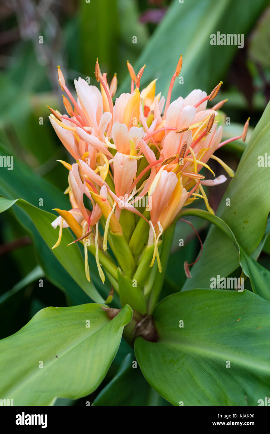 Exotica Flor De Otono De La Cabeza Muy Fragante Color Durazno Half Hardy Ginger Lily Hedychium Hibrido Rosa Fotografia De Stock Alamy
