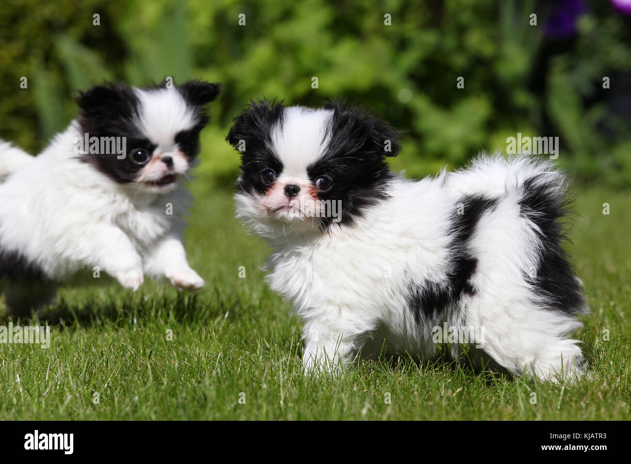 Cachorros de Chin Japoneses juntos en el juego de césped Fotografía de  stock - Alamy