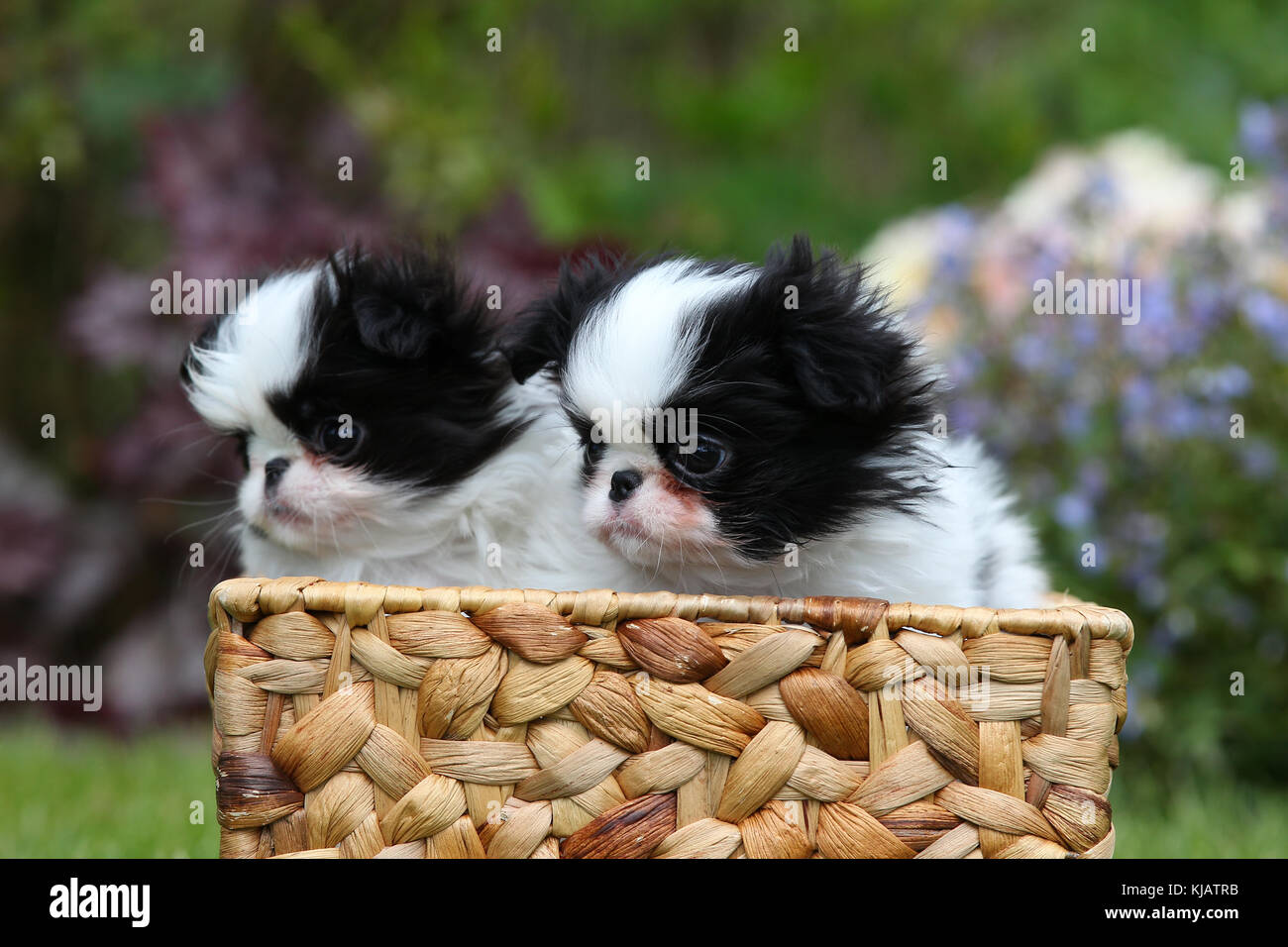 Cachorros japoneses de Chin sentados juntos en una cesta mirando hacia el  lado con flores en el fondo Fotografía de stock - Alamy