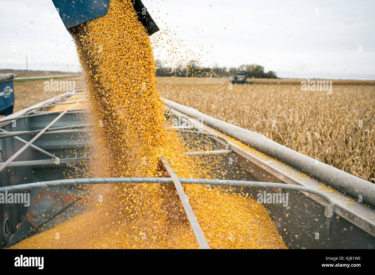 Cerrar la descarga de maíz a partir de la gravedad de verificación, blooming Prairie, Minnesota. Foto de stock