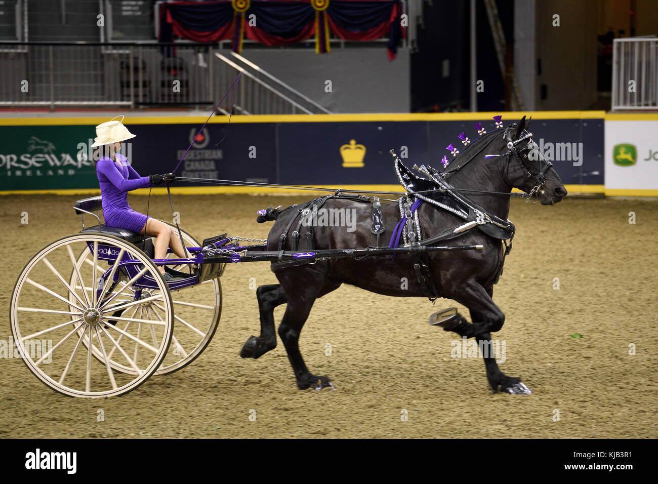 Hannah ciervo con negro proyecto ganador al caballo Percheron nashhcs classic Serie Cart en el royal show de caballos ricoh coliseum toronto Foto de stock