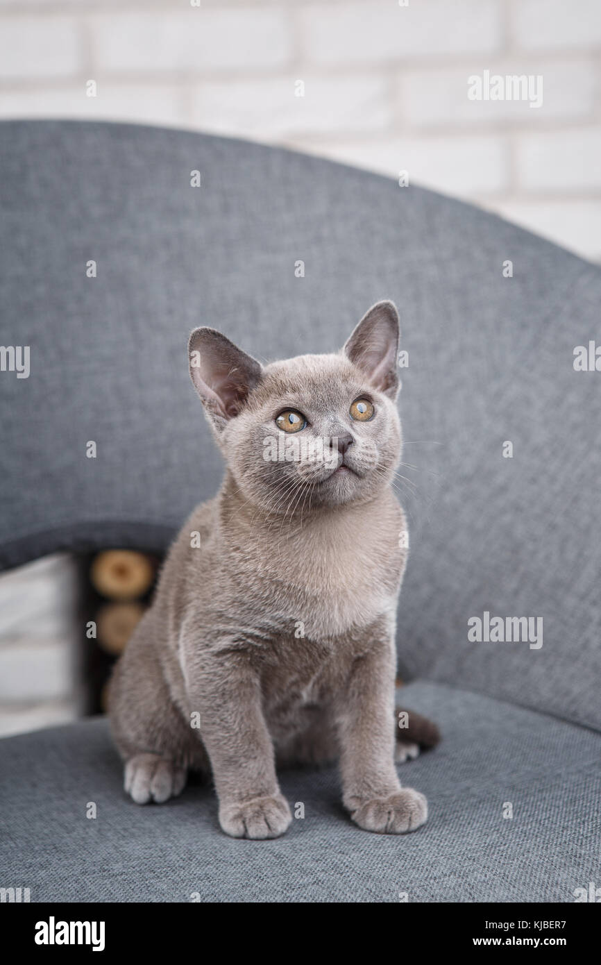 Chartreux Baby Fotos E Imagenes De Stock Alamy