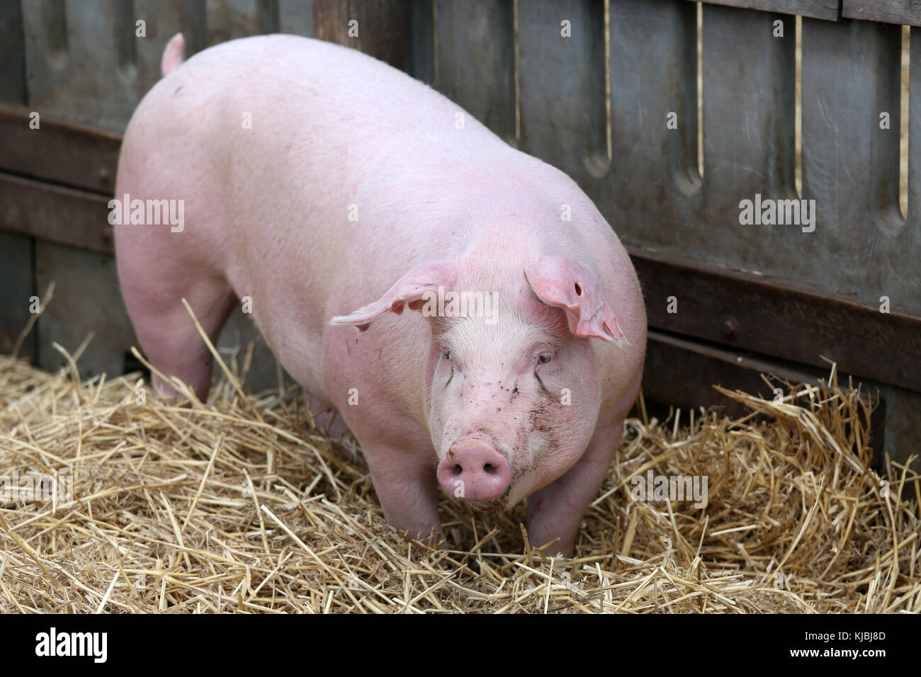 Color rosa de cría de cerdos domésticos en rebelión en la granja Fotografía  de stock - Alamy