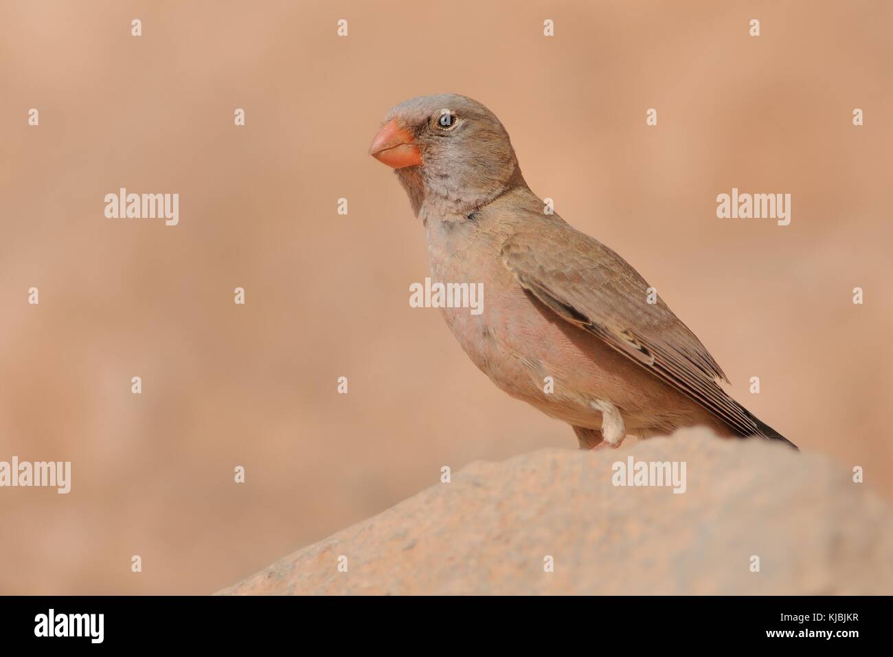 Trumpeter Bucanetes githagineus Finch - sentado en la roca, hermosa rosa y gey canto del pájaro que vive en los desiertos y semi-desiertos del norte de África, Foto de stock