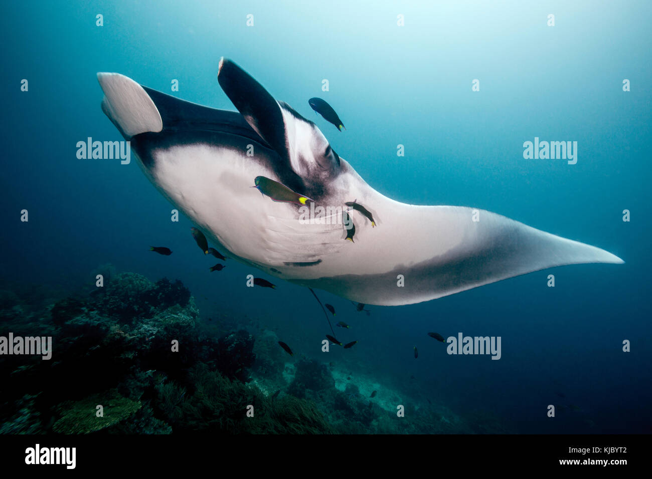 Manta Raya gigante nadando hacia la cámara con sunburst en segundo plano. Foto de stock
