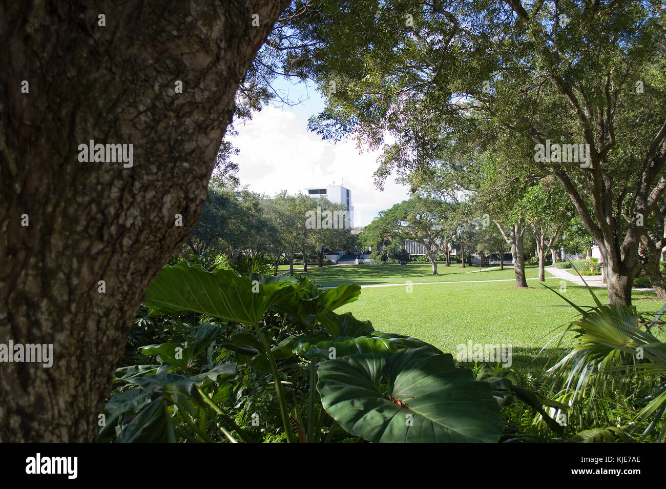 Exuberante paisaje del campus de Florida Foto de stock