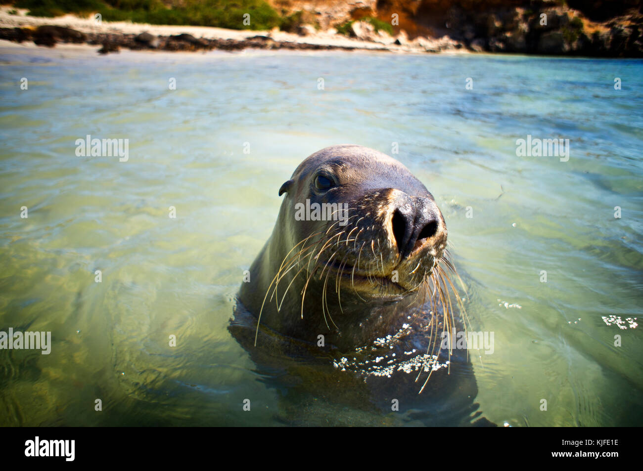 León marino australiano (Neophoca cinerea). Seal Island, Islas Shoalwater Marine Park, cerca de Rockingham, Australia Occidental Foto de stock