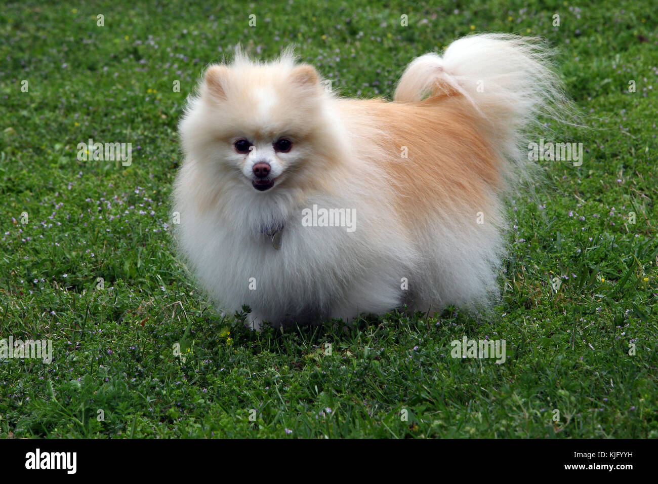 Pomerania spitz enano loulou Fotografía de stock Alamy Pomerania spitz enano loulou Fotografía de stock Alamy