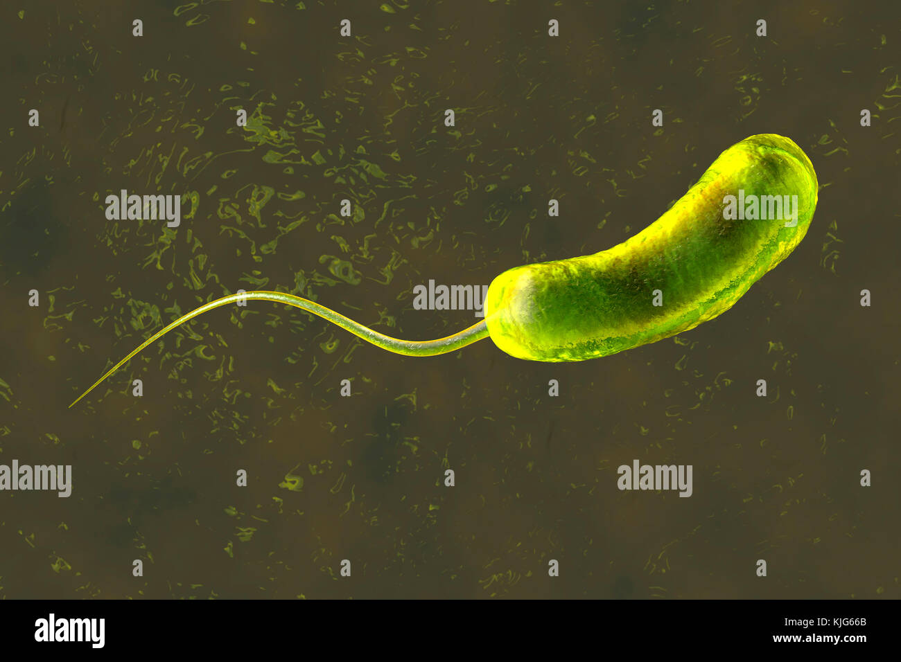 Vibrio Cholerae Fotos e Imágenes de stock Alamy