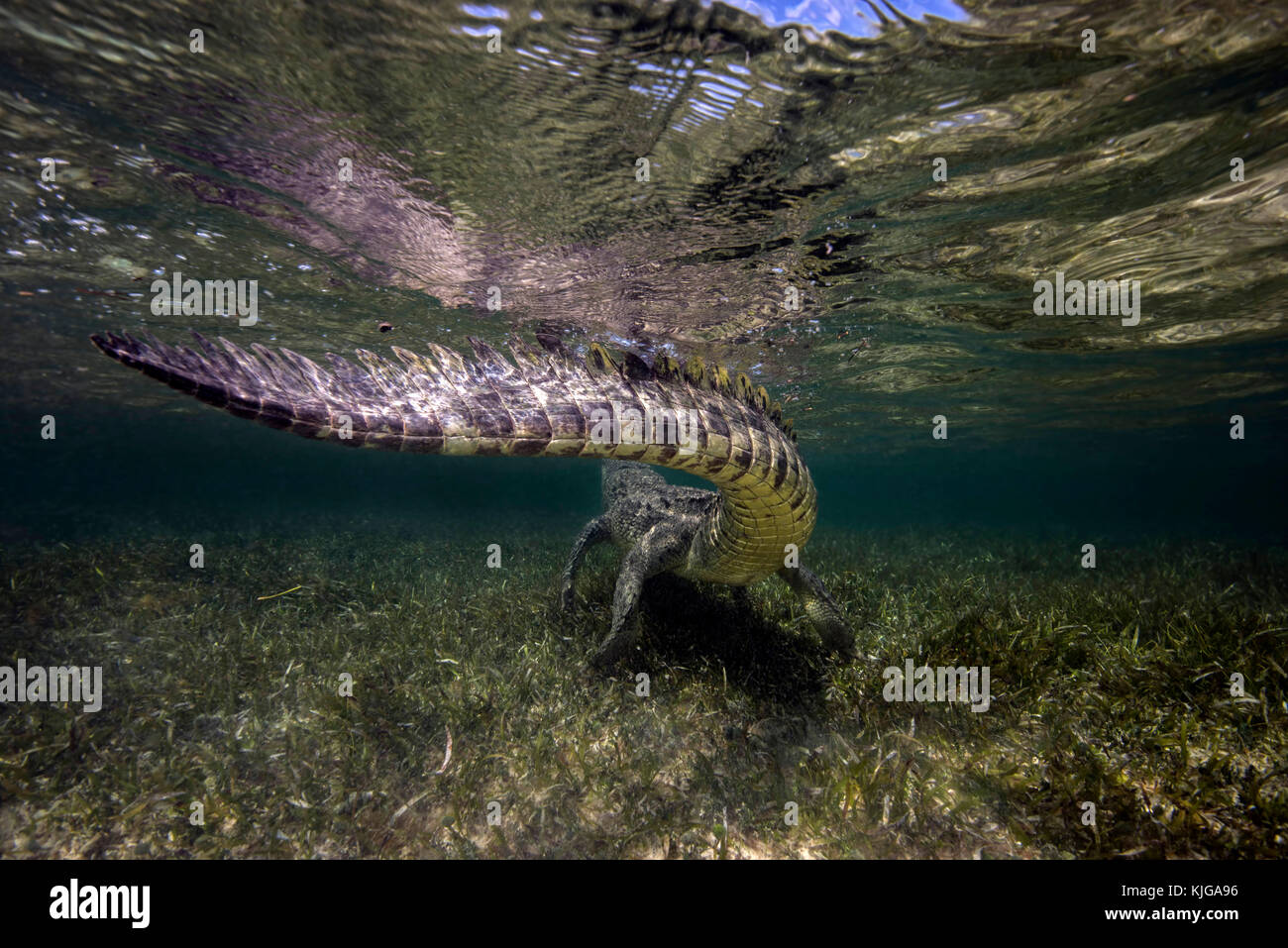 Krokodiltauchen, Mexiko; Krokodil Spitzkrokodil Yukatan;;;;; Salzwasserkrokodil echte Krokodile amerikanisches Krokodil; Reptil | cocodrilo americano. Foto de stock