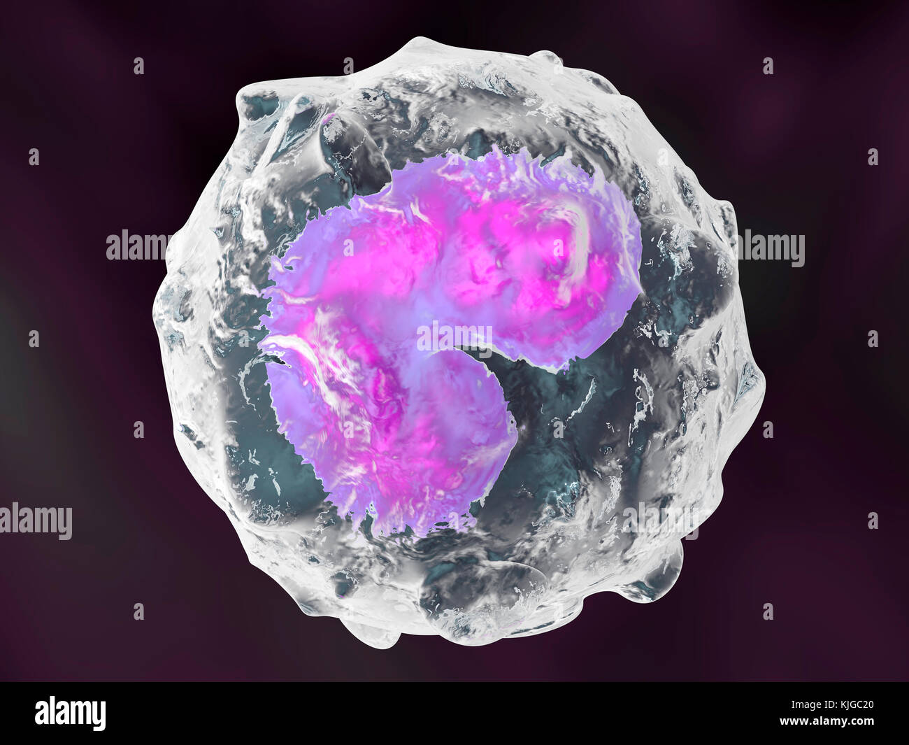 Ilustración 3D prestados monocito anatómicamente correcta de células de defensa del sistema inmunológico Foto de stock