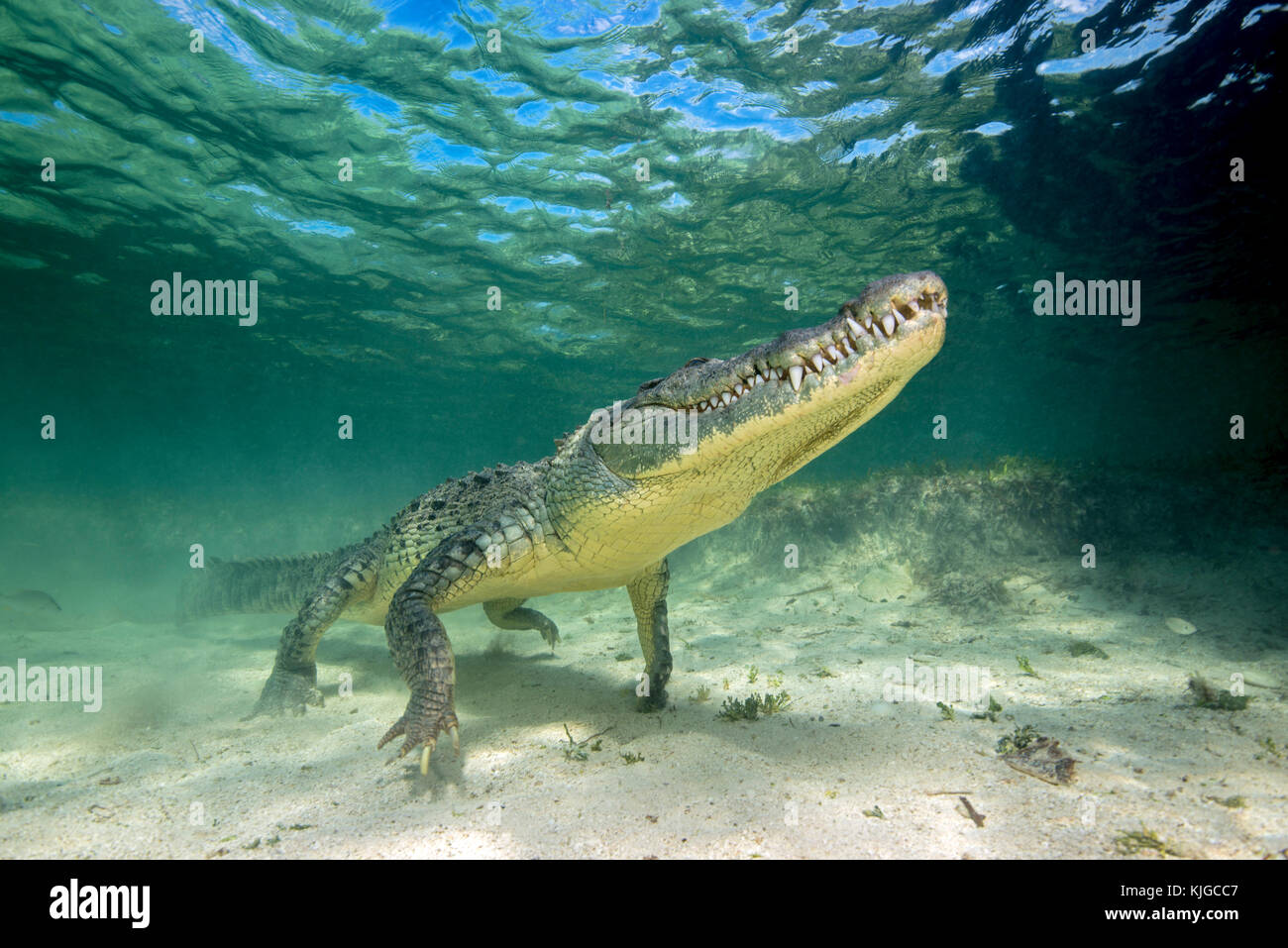 Krokodiltauchen Mexiko, Banco Chinchorro Foto de stock