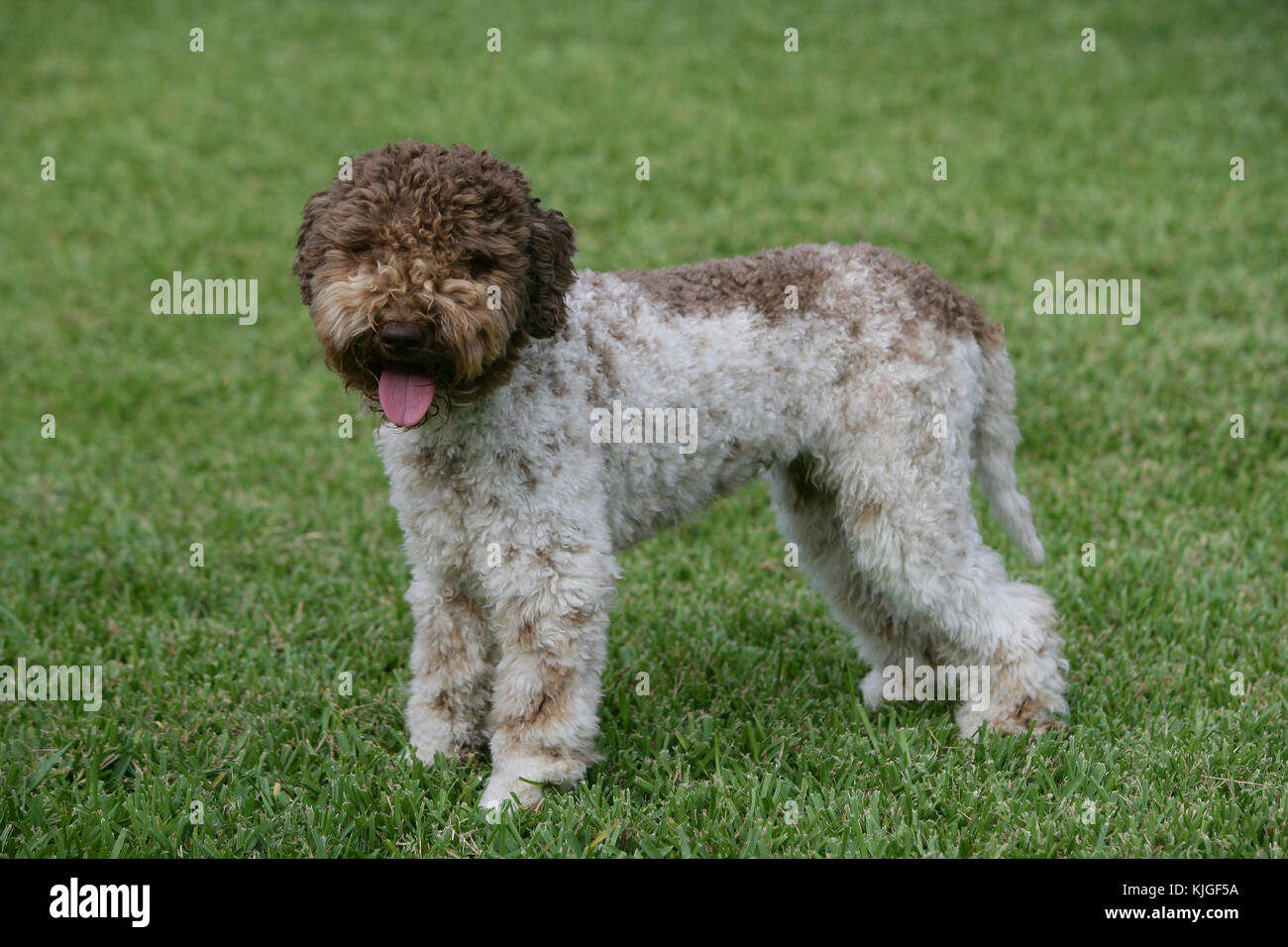 Perro de agua de romagna fotografías e imágenes de alta resolución - Alamy