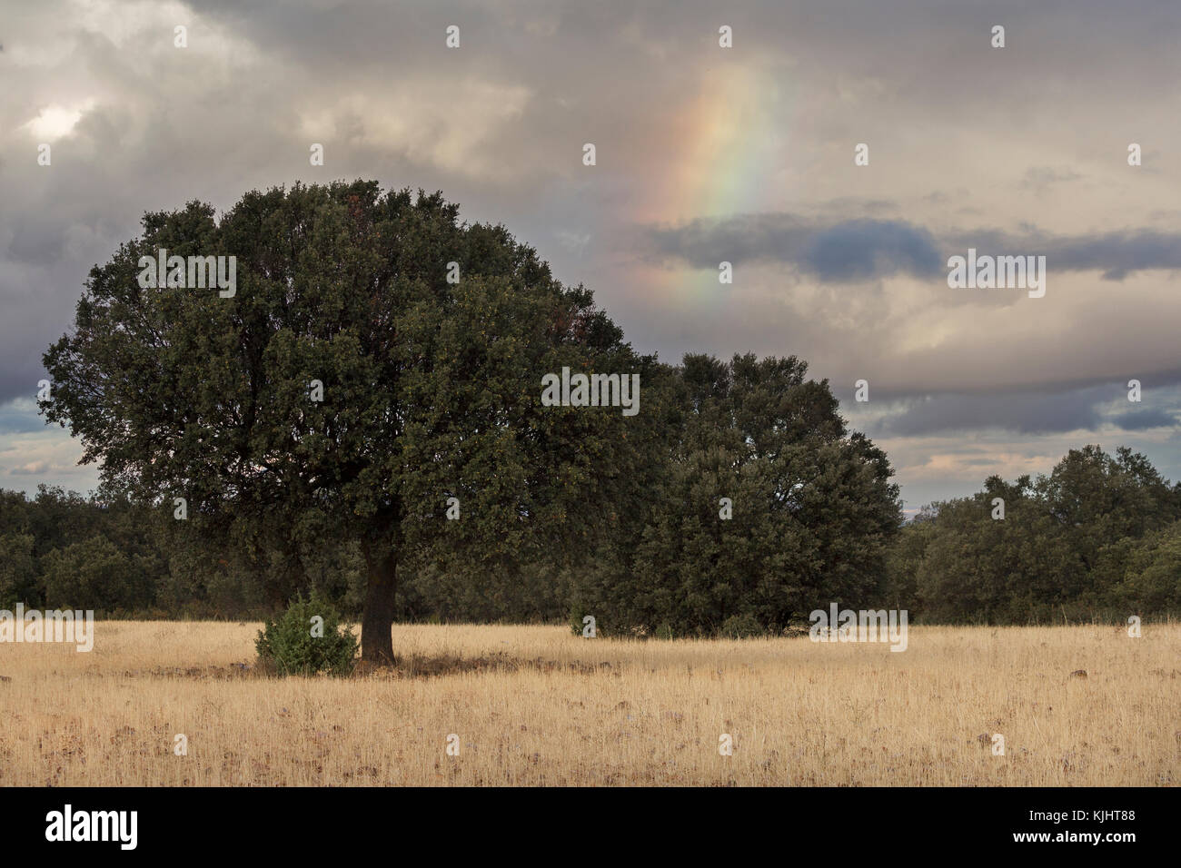 A través de un raimbow encino (Quercus ilex) en una pradera de Toledo, España Foto de stock