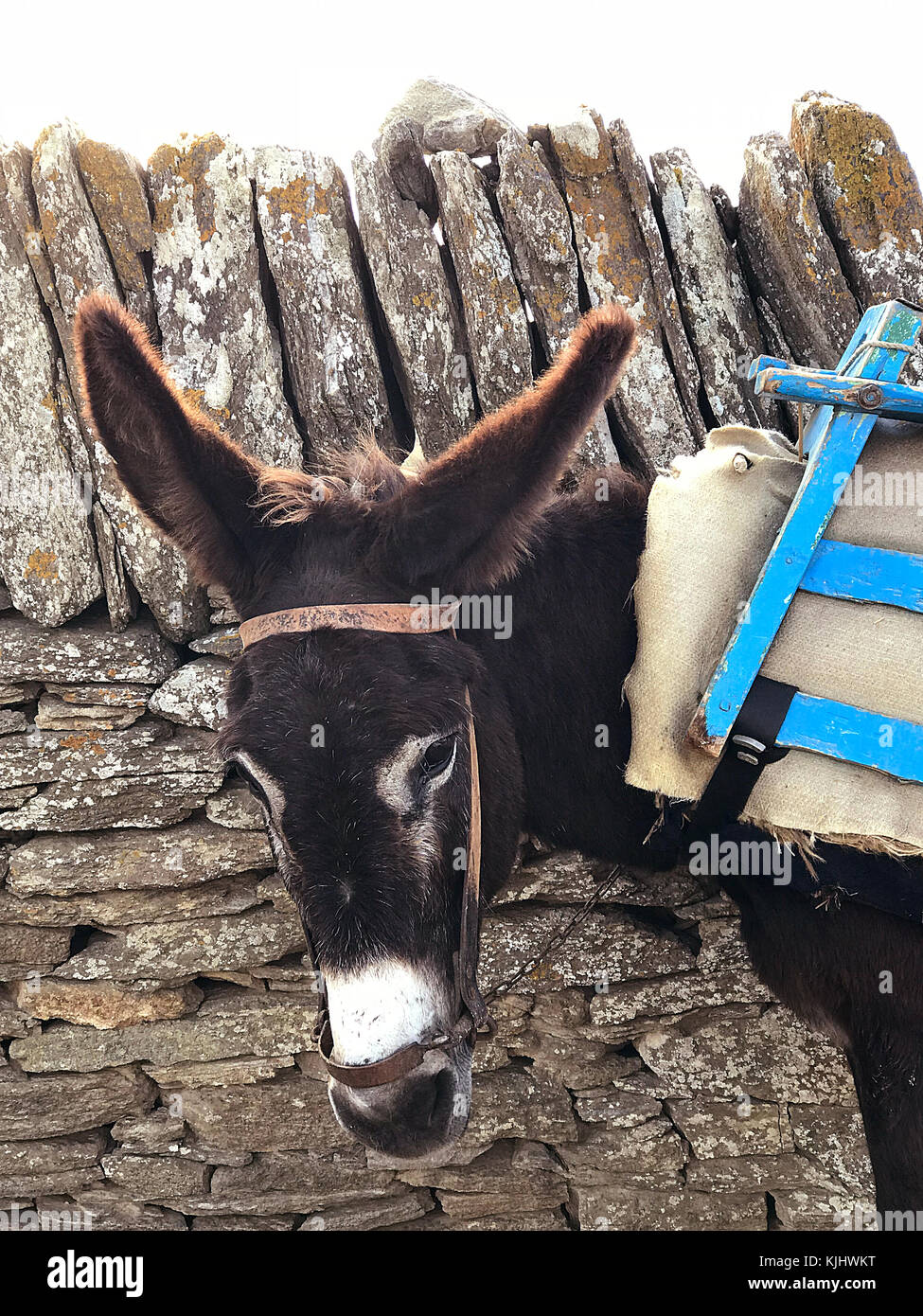 Burro llevando carga pesada fotografías e imágenes de alta resolución