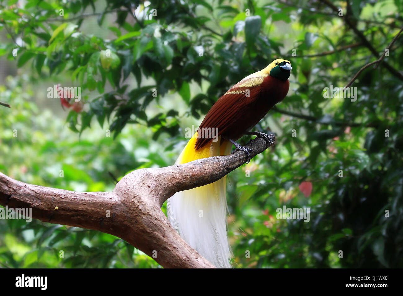 árbol de ave del paraíso fotografías e imágenes de alta resolución - Alamy