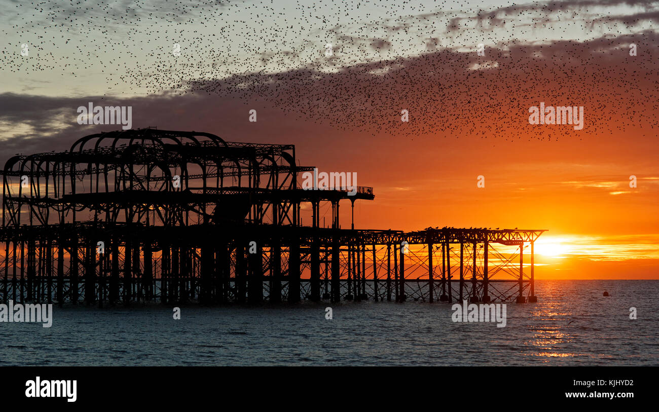 Murmuration sobre las ruinas del West Pier de Brighton, en la costa sur de Inglaterra. Una Bandada de estorninos aterriza sobre el muelle al atardecer antes de posarse. Foto de stock