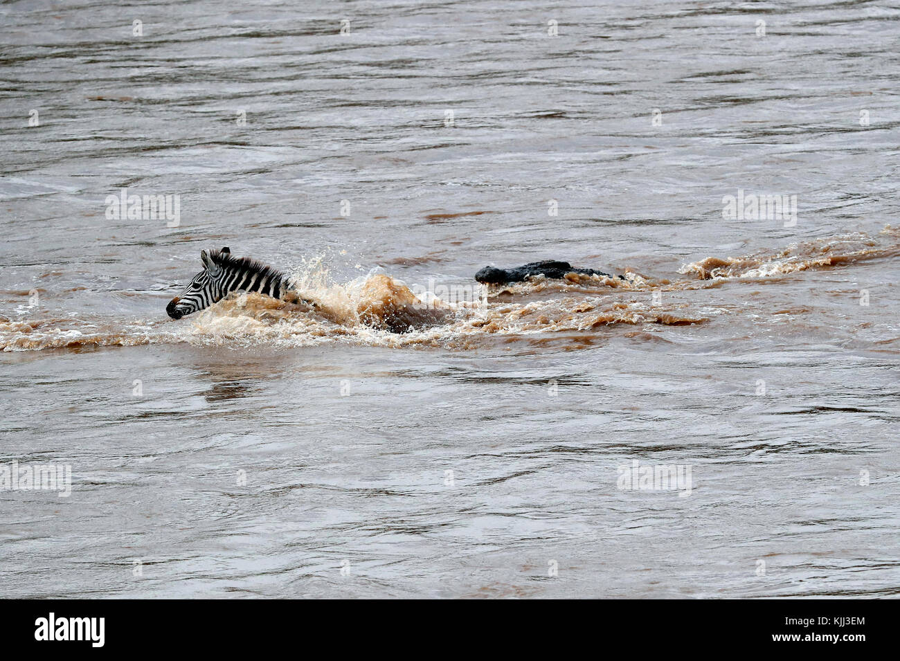 El cocodrilo del Nilo (Crocodylus niloticus) atacan Zebra. La reserva Masai Mara. Kenya. Foto de stock