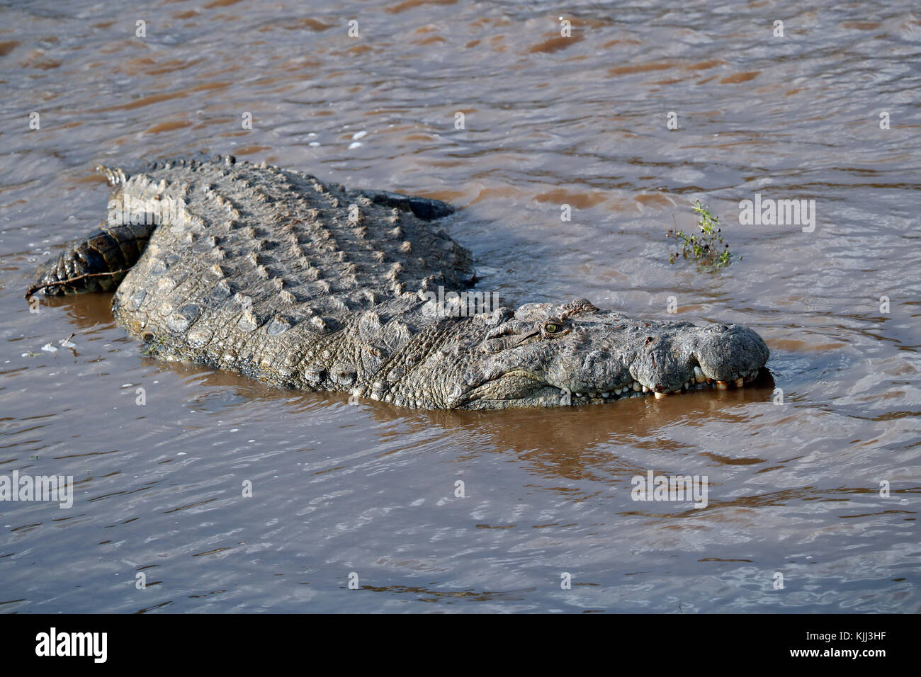 El cocodrilo del Nilo (Crocodylus niloticus) en el agua. La reserva Masai Mara. Kenya. Foto de stock