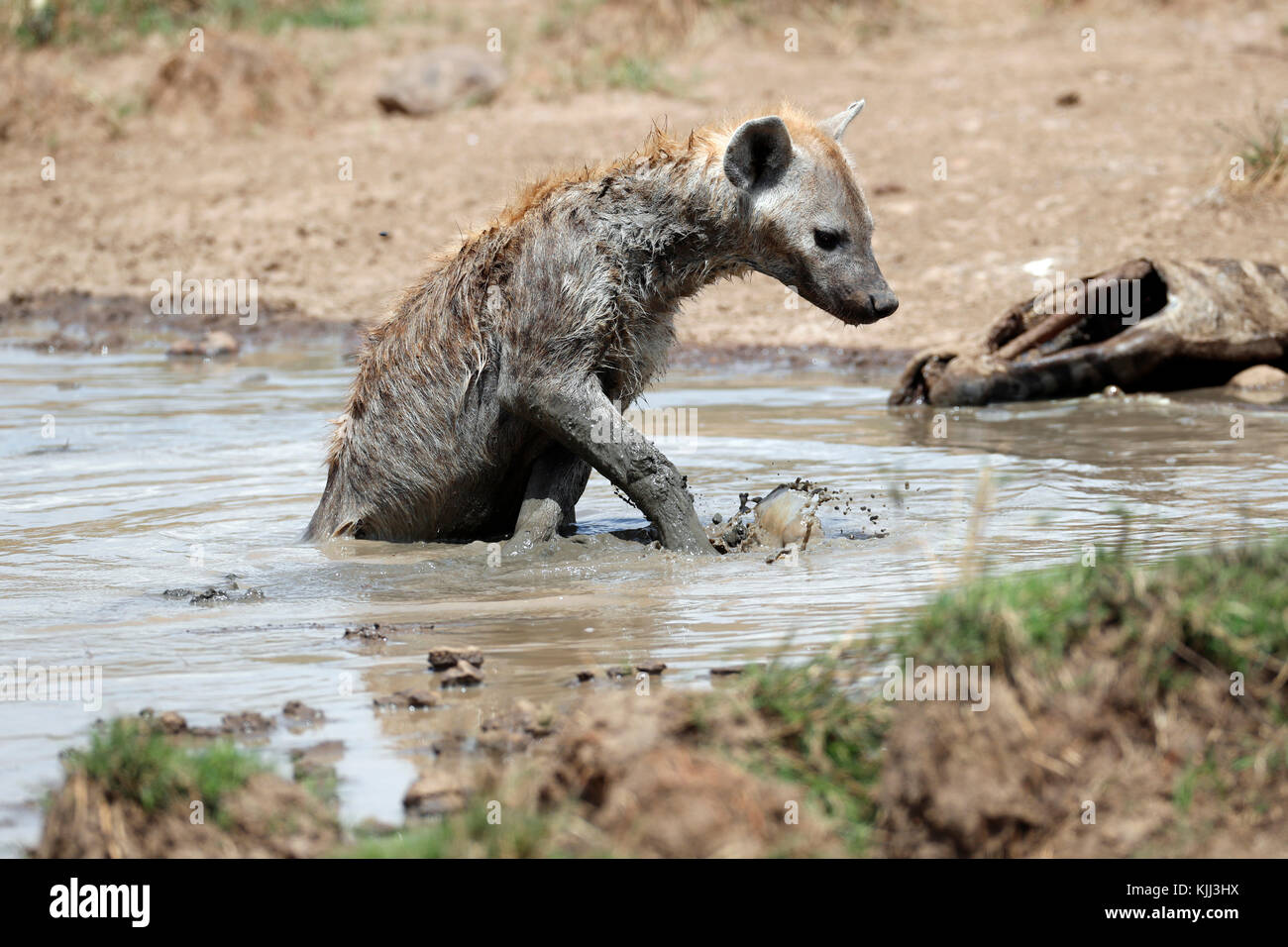 La hiena tomar baños de barro. La reserva Masai Mara. Kenya. Foto de stock