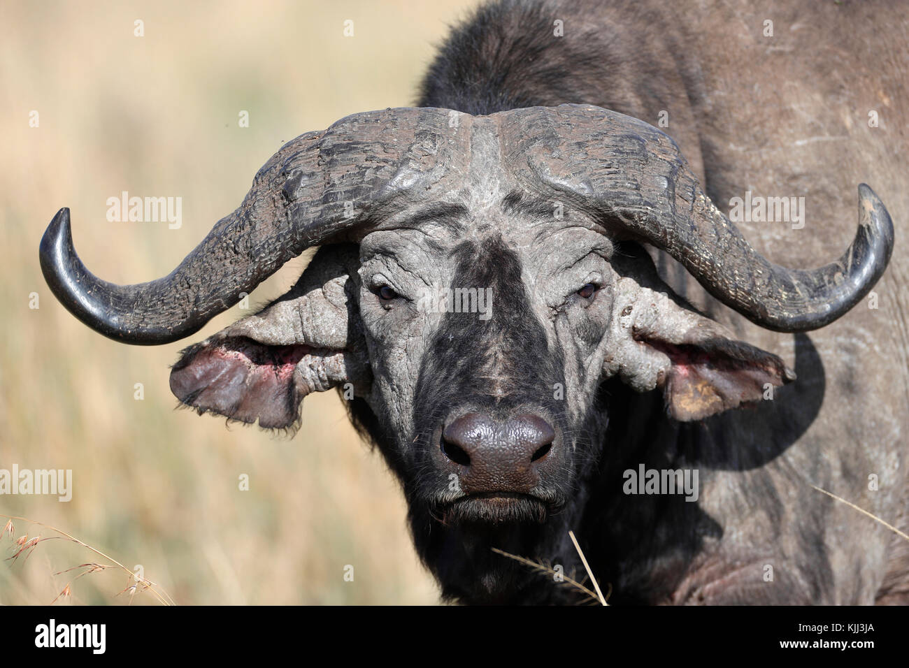 El búfalo africano. Retrato. La reserva Masai Mara. Kenya. Foto de stock