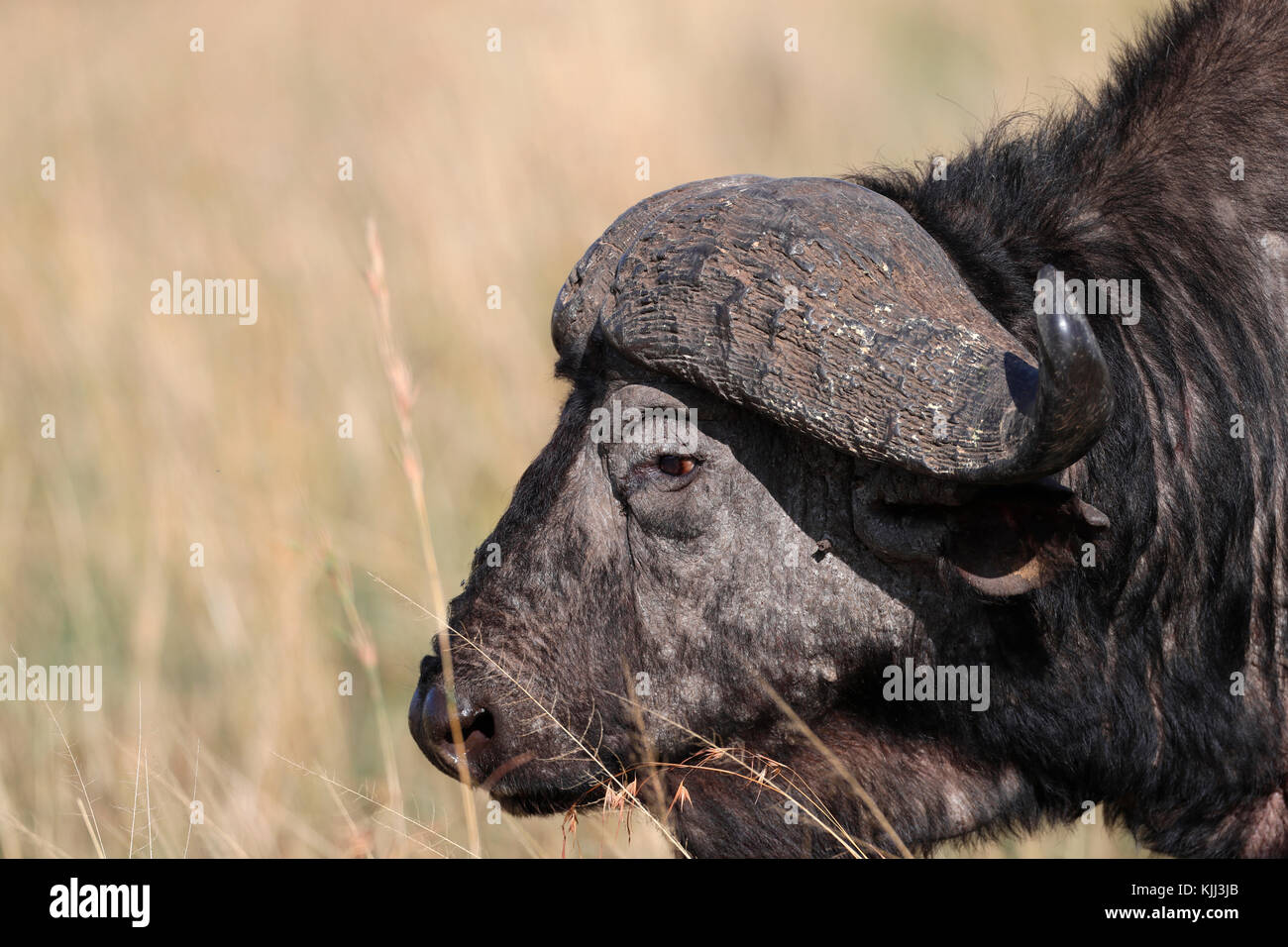 El búfalo africano. Retrato. La reserva Masai Mara. Kenya. Foto de stock