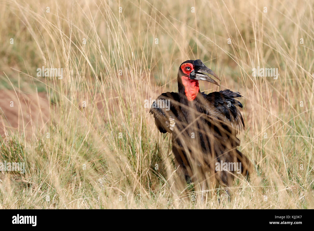 Tierra del Sur (Bucorvus leadbeateri Bucero). La reserva Masai Mara. Kenya. Foto de stock