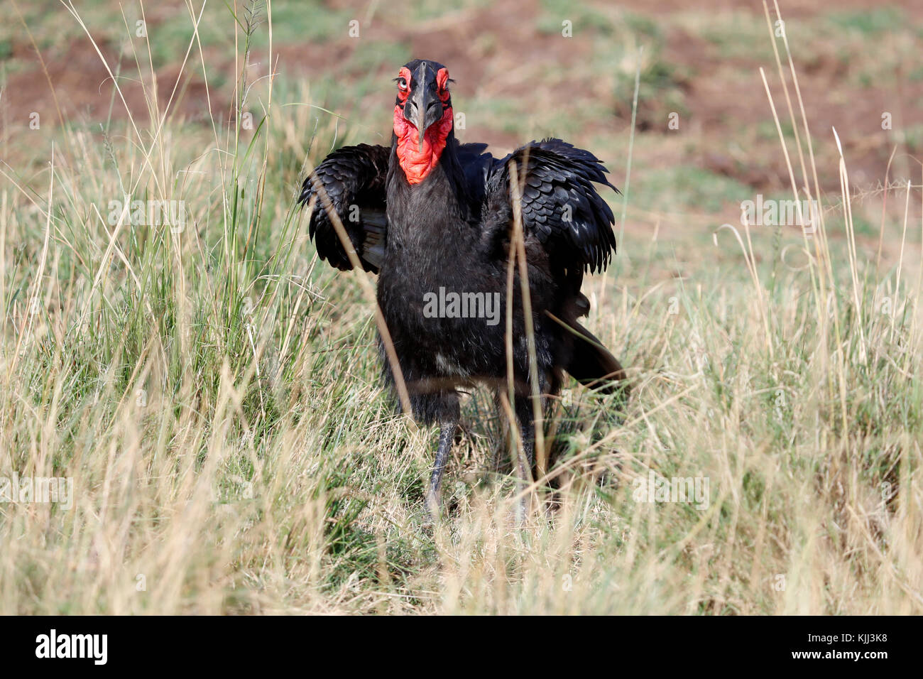 Tierra del Sur (Bucorvus leadbeateri Bucero). La reserva Masai Mara. Kenya. Foto de stock