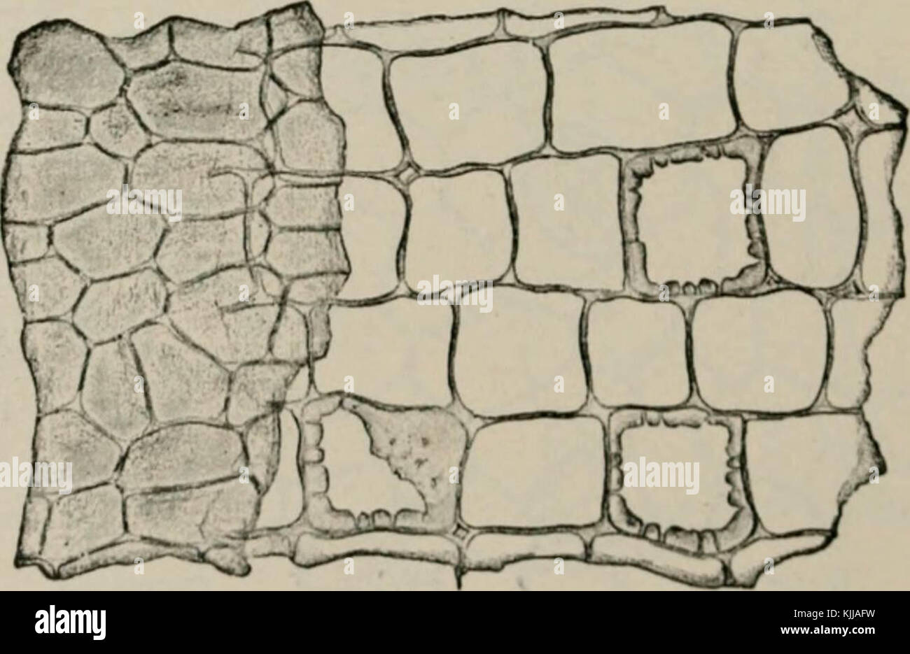 "La microscopía de alimentos vegetales, con especial referencia a la