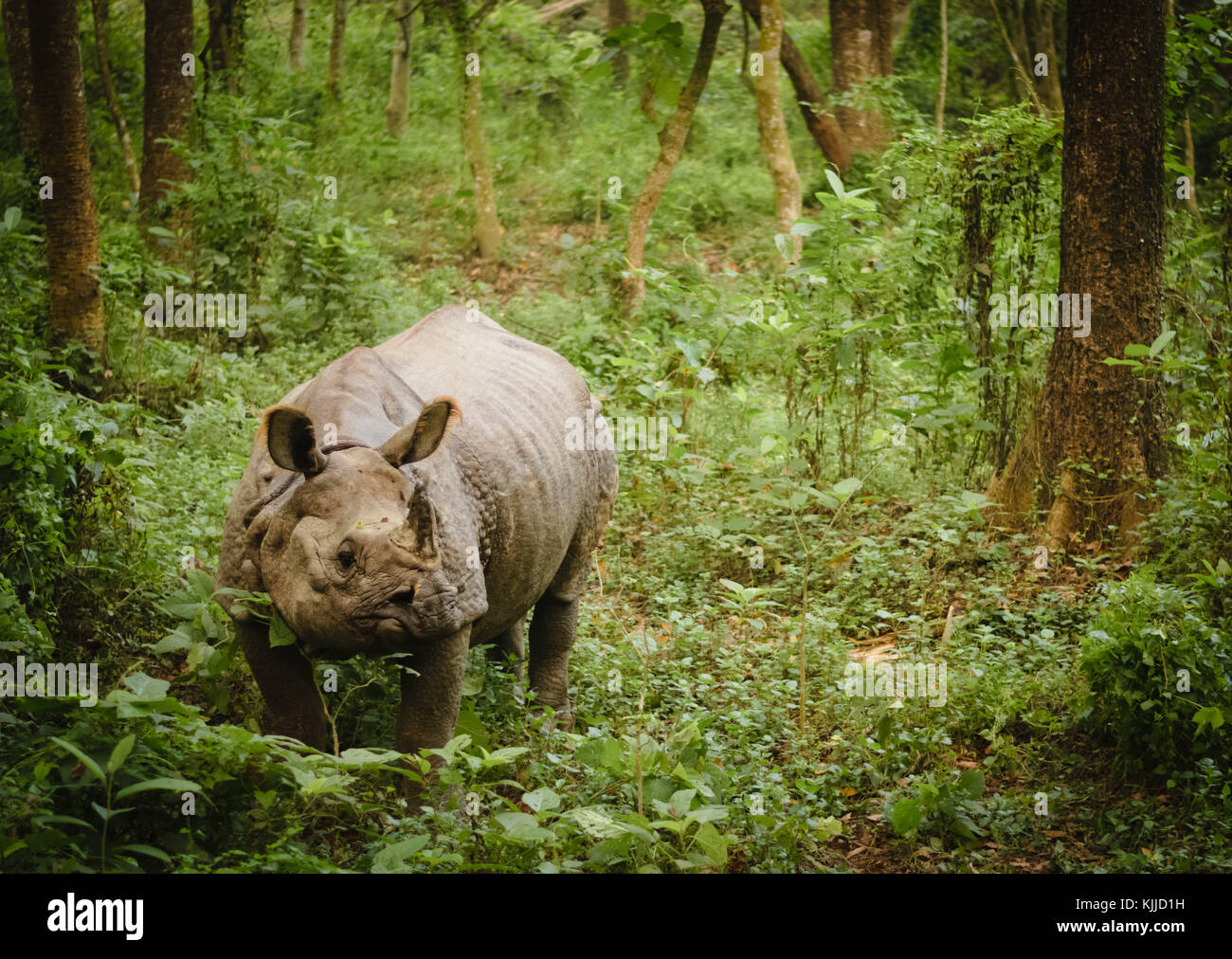 Uno de cuernos de rinocerontes indios aislados en el parque nacional de Chitwan, Nepal. Foto de stock