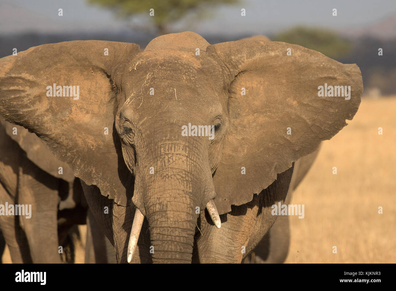 Parque Nacional del Serengeti. Elefante africano (Loxodonta africana). La República Unida de Tanzanía. Foto de stock
