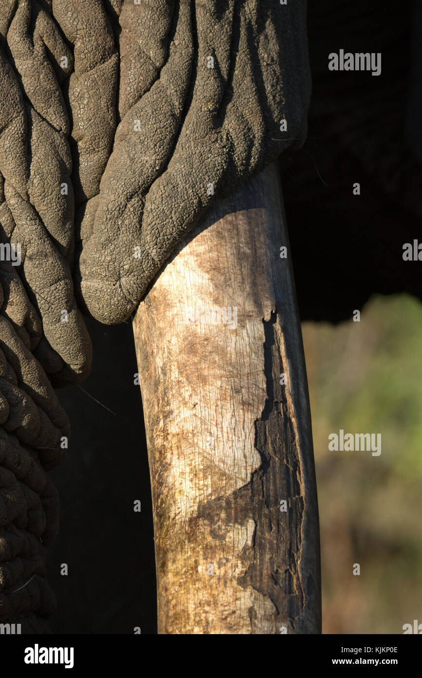 El Parque Nacional Kruger. Elefante africano (Loxodonta africana). Close-up de colmillo. Sudáfrica. Foto de stock
