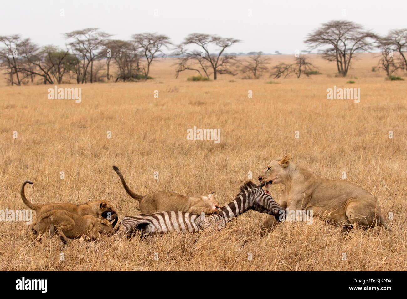 Parque Nacional del Serengeti. León (Panthera leo) alimentándose de matar. La República Unida de Tanzanía. Foto de stock