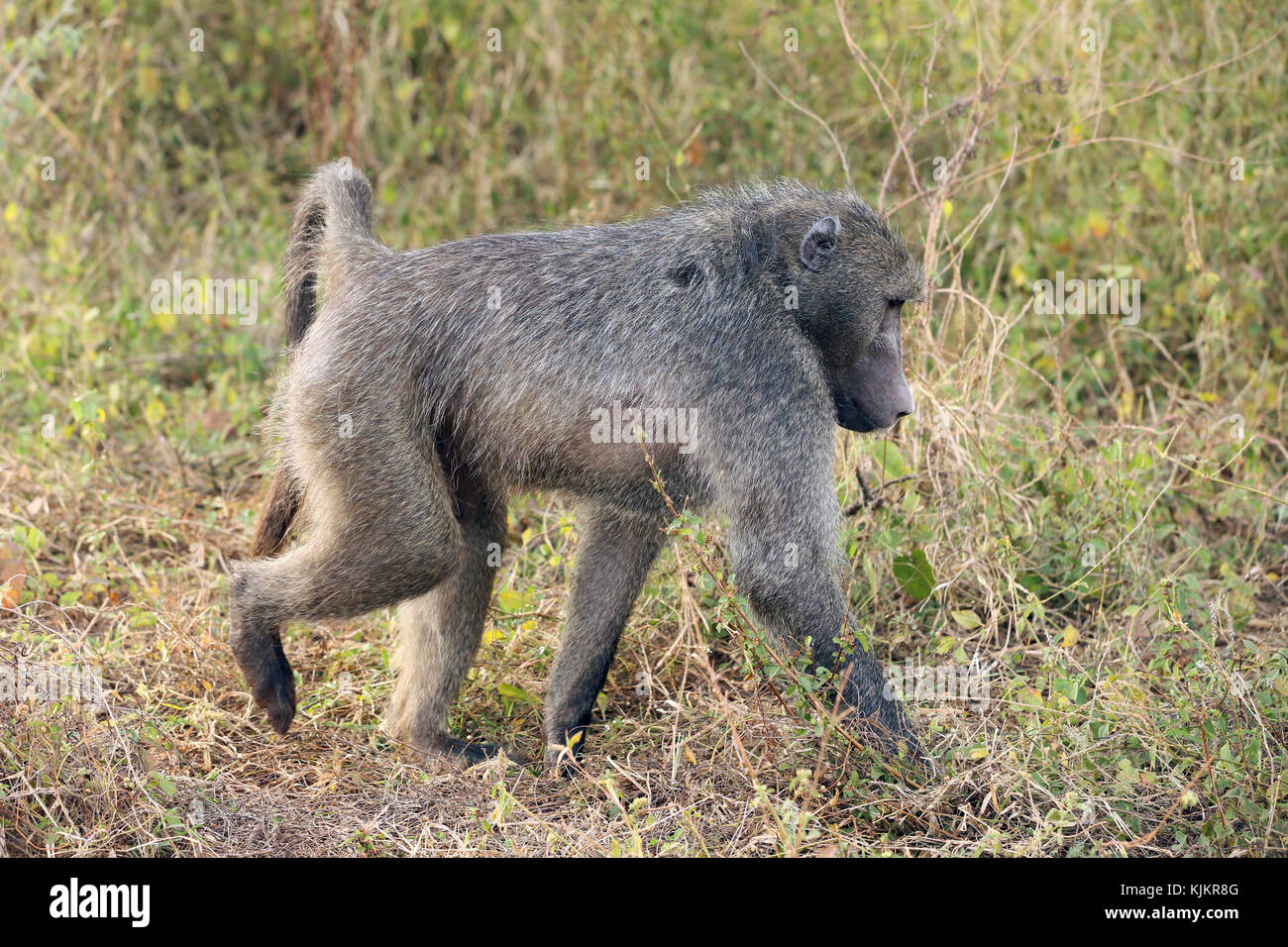 El Parque Nacional Kruger. Bajar Sabie. Un babuino Amarillo (Papio cynocephalus). Sudáfrica. Foto de stock