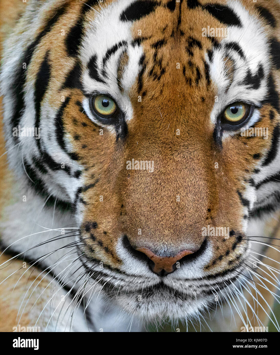 Retrato de un tigre de Amur Foto de stock