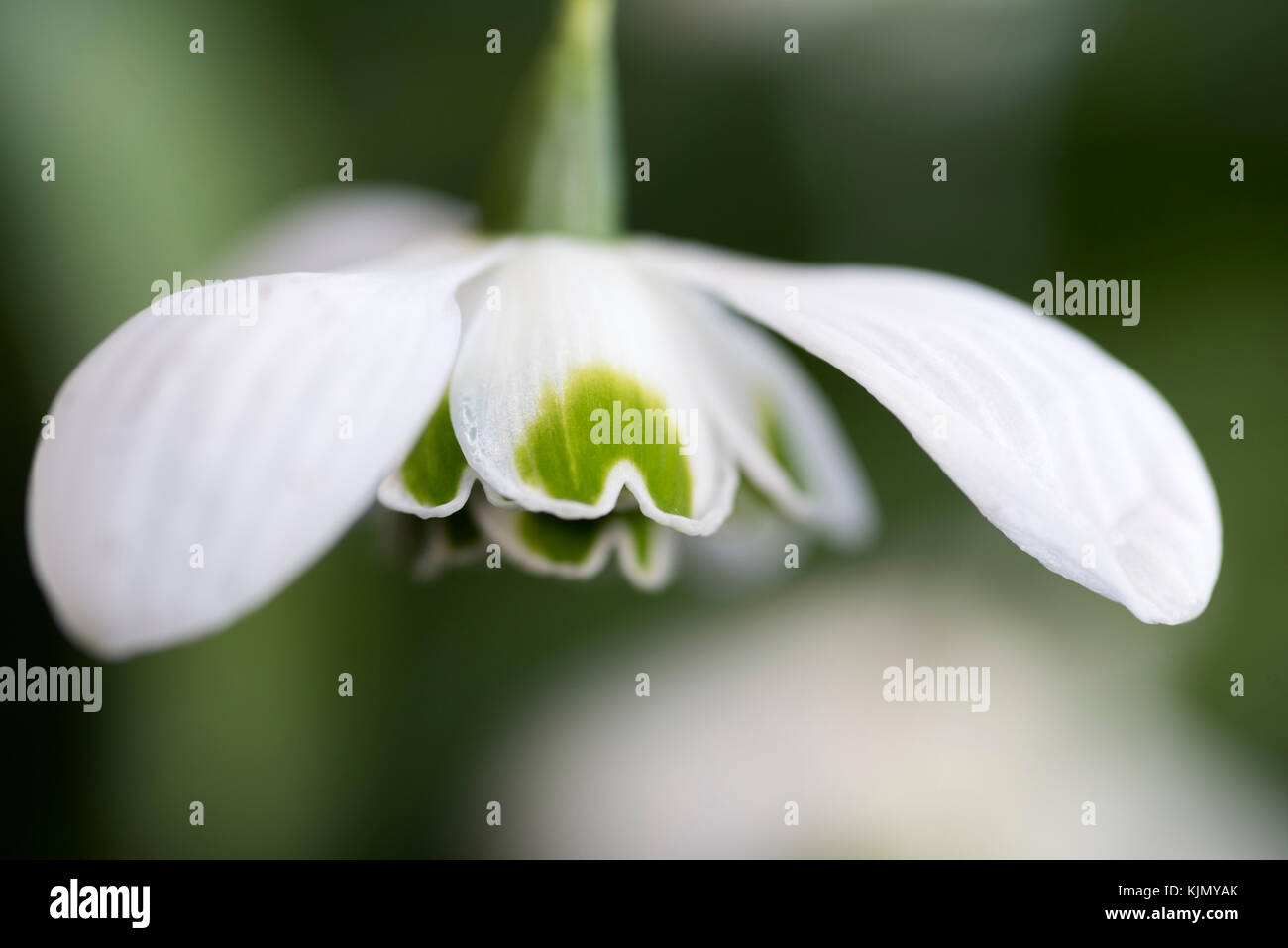 Galanthus hippolyta fotografías e imágenes de alta resolución - Alamy