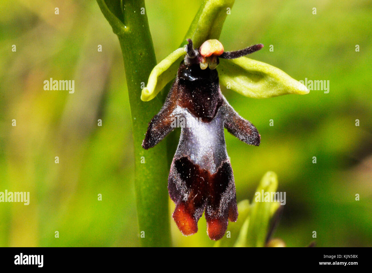 Fly Orchid 'Ophrys insectífera' crece en suelo calcárea, flores mayo y junio, orquídeas, vulnerable,Somerset, Reino Unido, Foto de stock