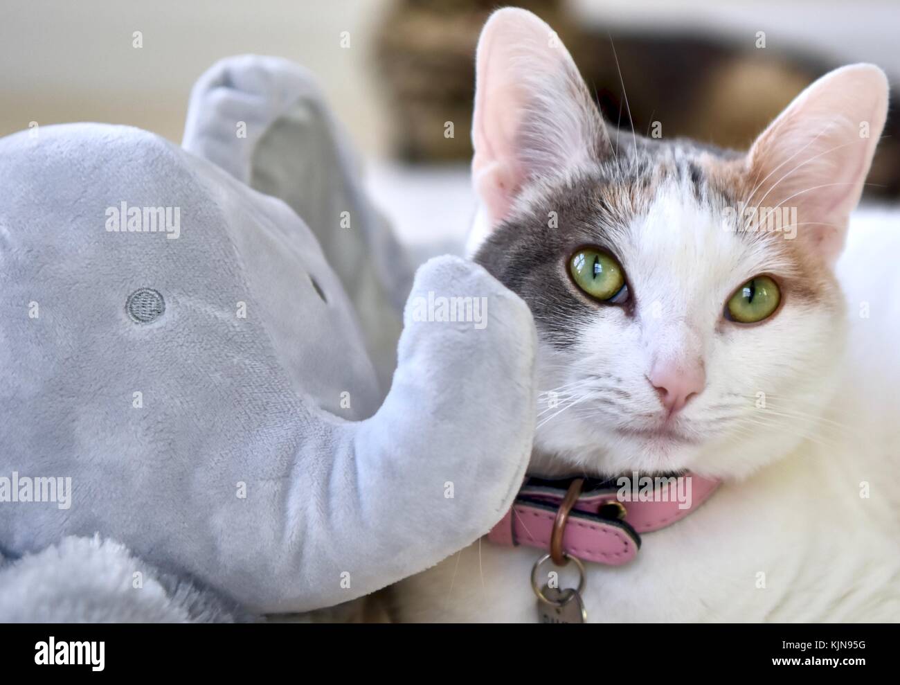 Adorable gato blanco al lado de un animal de peluche Foto de stock