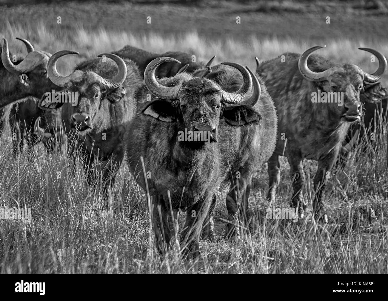 El búfalo africano en la sabana del África meridional Foto de stock