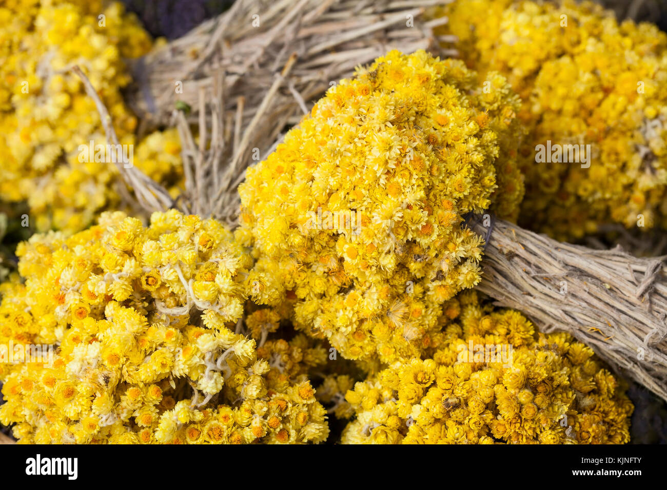 Helichrysum arenarium( enano o everlast immortelle) flores Foto de stock