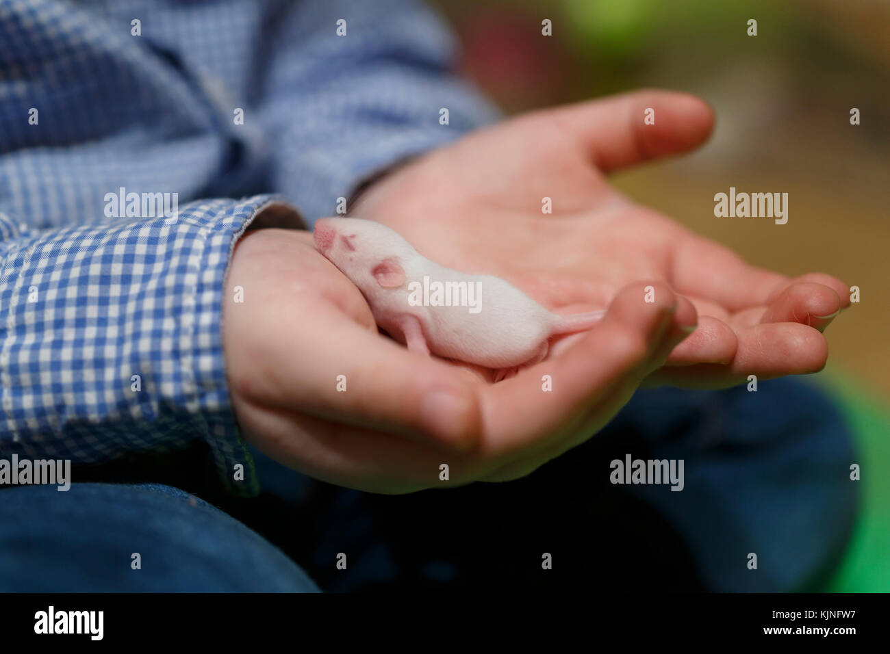 Bebe Raton Raton recien nacido fotografías e imágenes de alta resolución - Alamy