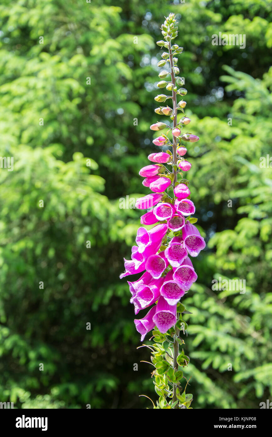 Planta digital con brotes y flores completamente abiertas Foto de stock