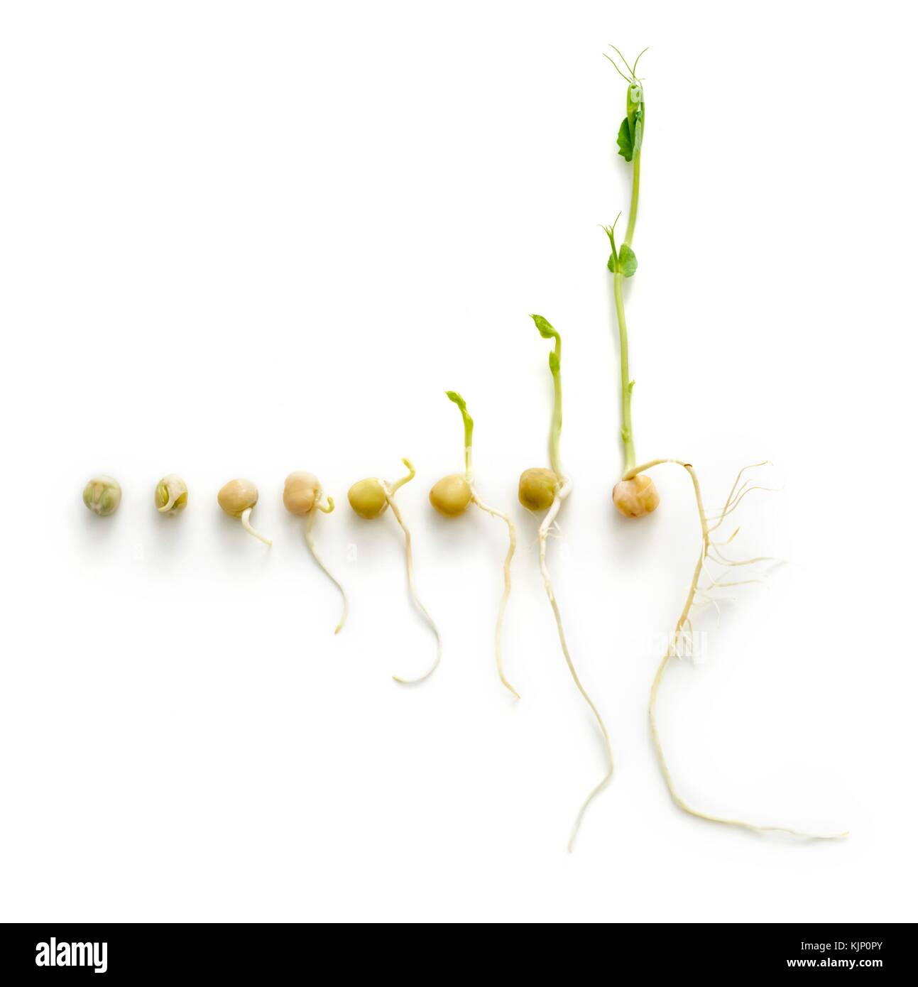 El ciclo de crecimiento de siete días de un guisante de germinación. Foto de stock