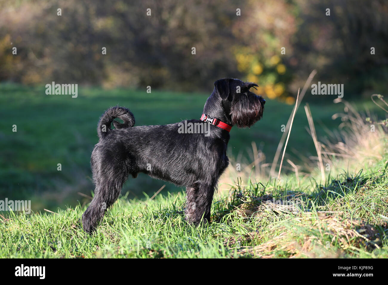 Schnauzer - Standard Schnauzer Mittelschnauzer Perfil de perro negro de pie  en el campo buscando alerta con bosque de otoño detrás Fotografía de stock  - Alamy