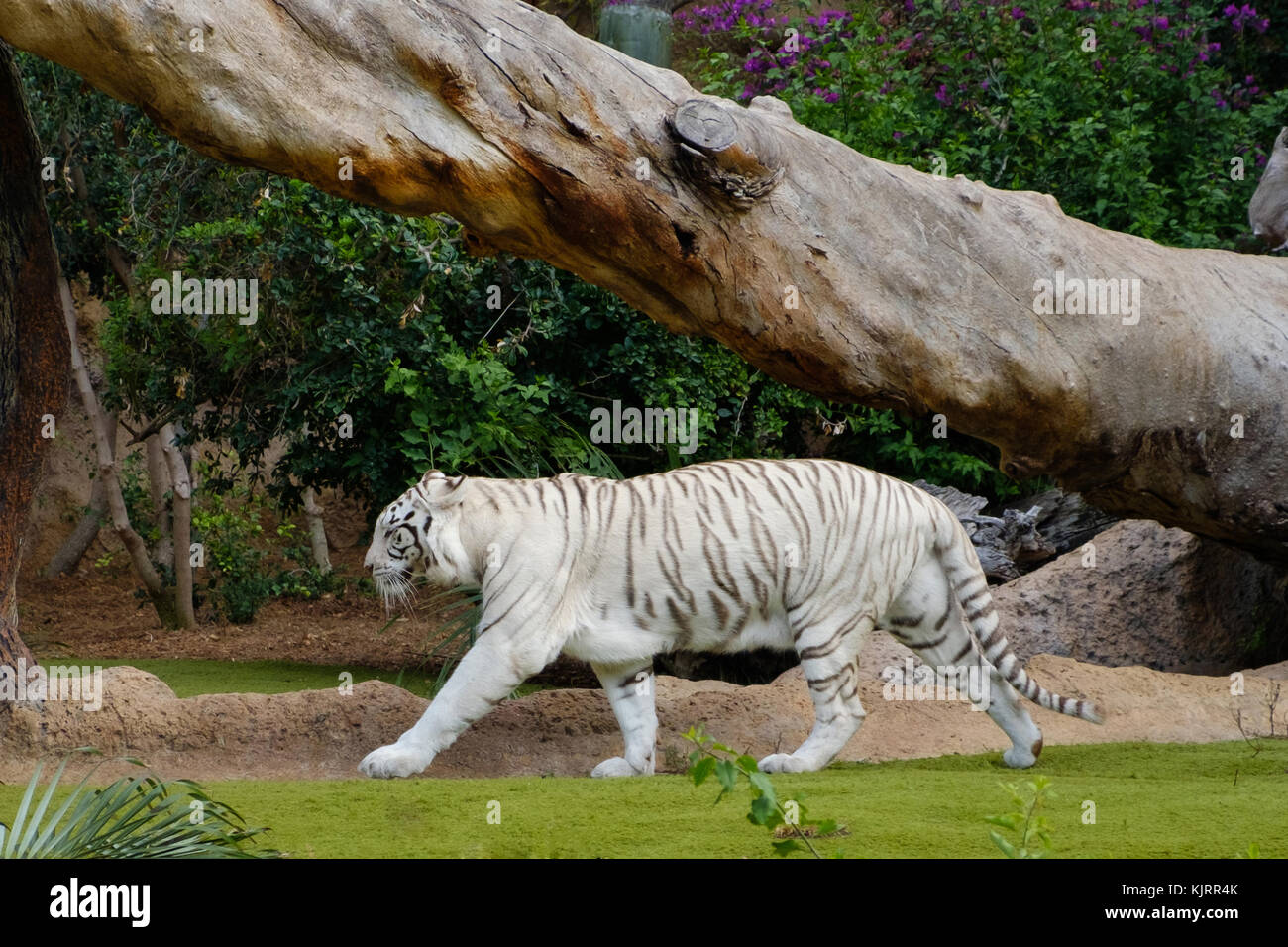 Tigre Blanco , blanco tigre de bengala en el zoo Fotografía de stock