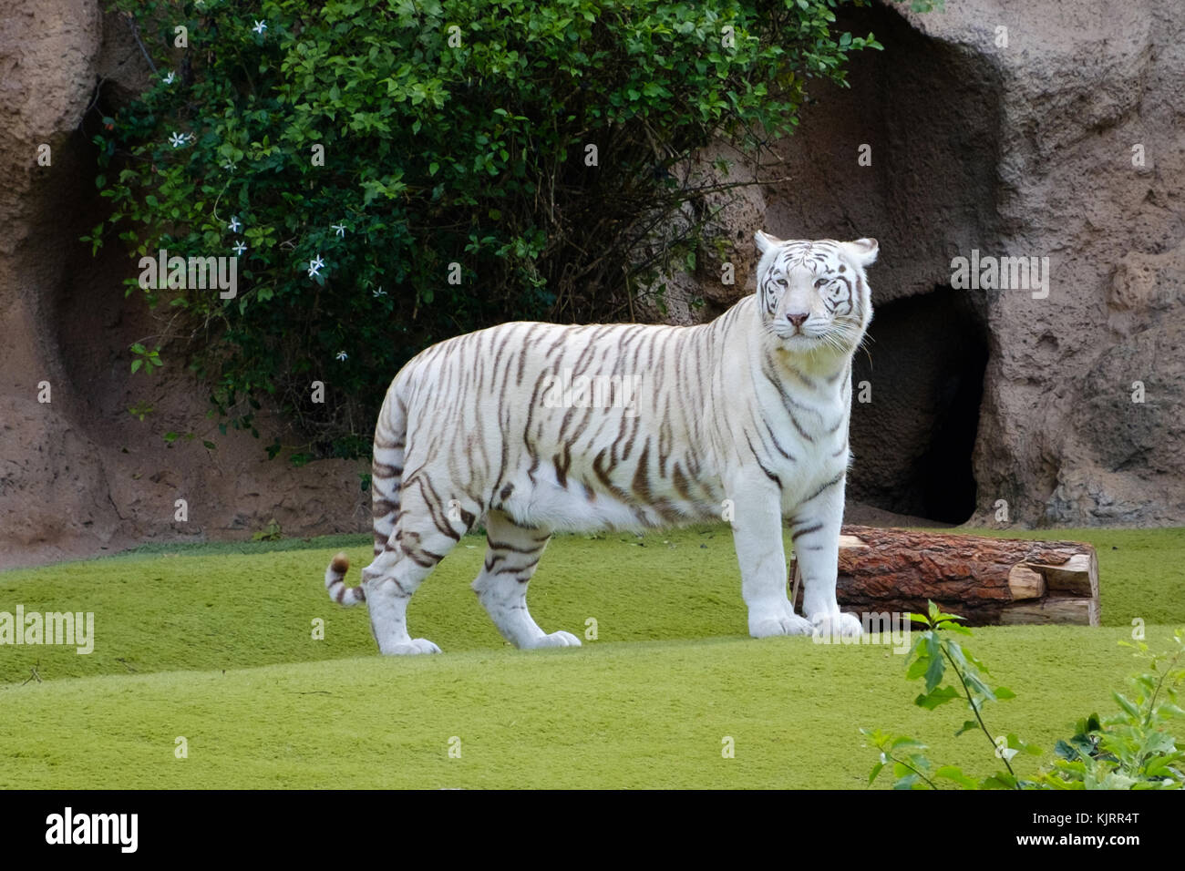Tigre de bengala fondo blanco fotografías e imágenes de alta resolución