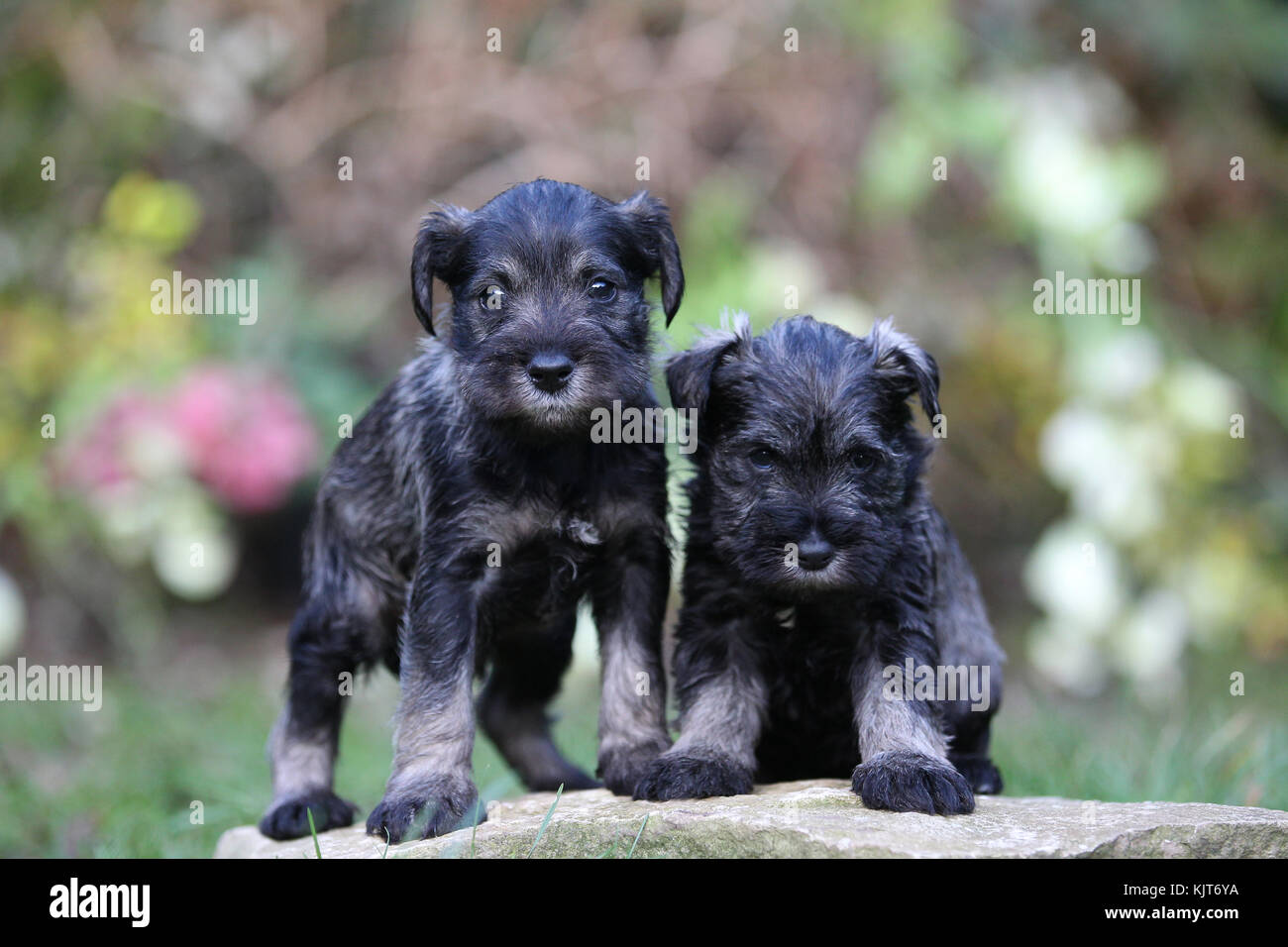 Cachorros de schnauzer fotografías e imágenes de alta resolución - Alamy