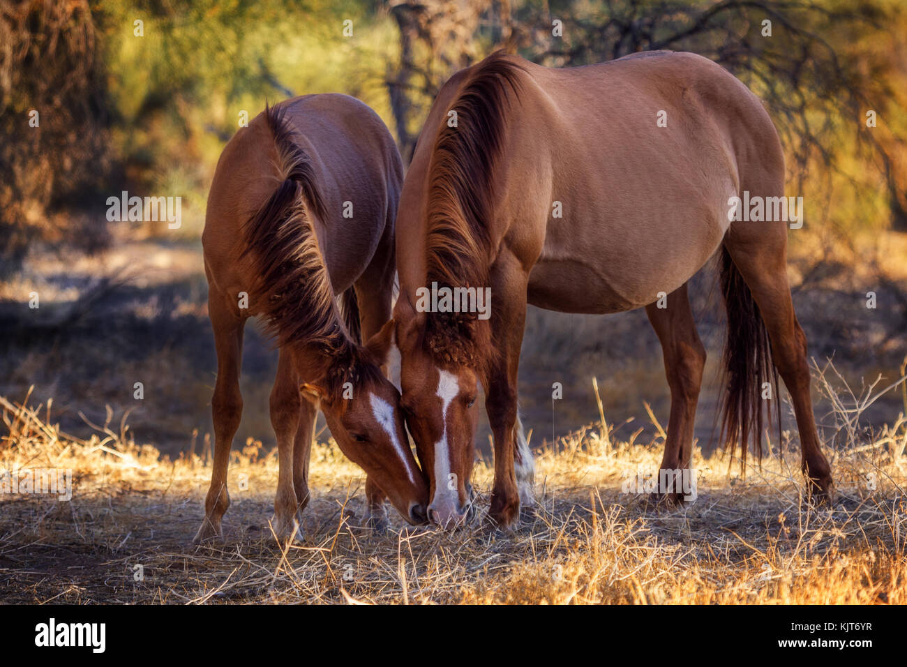 Dos caballos salvajes pastando al atardecer por el río Salt, Arizona, Estados Unidos Foto de stock