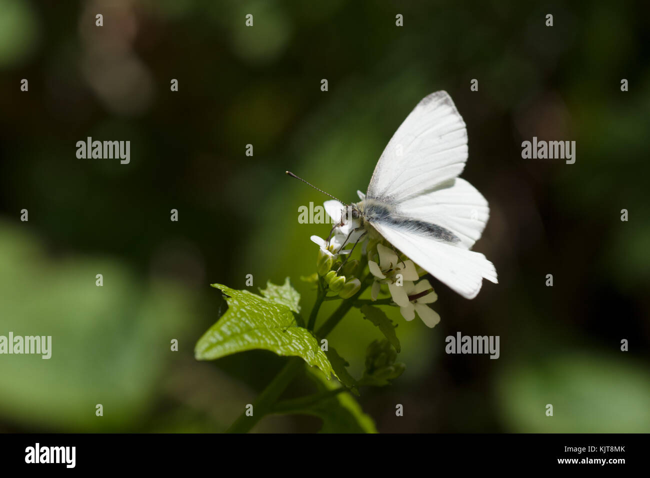 Mujeres punta anaranjada mariposa sobre Alliaria petiolata Foto de stock